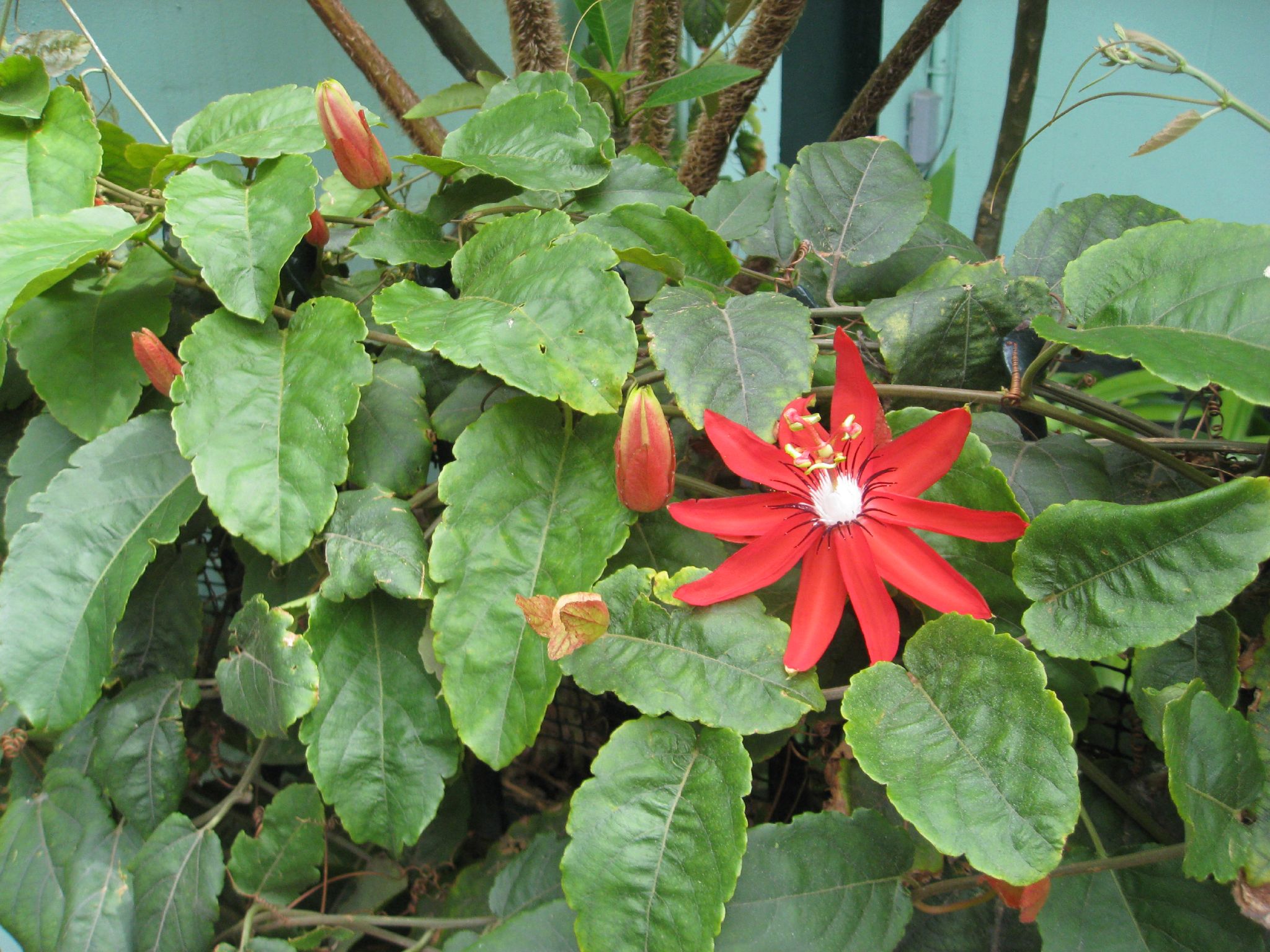 Red passion flower